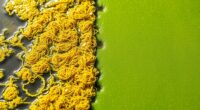 identify algae and treat