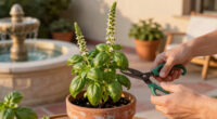 Bolting basil: Why basil bolts and what to do about it