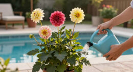 Get Your Dahlias Ready for Their Biggest, Boldest Blooms Yet – 6 Vital June Tasks for a Sensational Summer