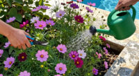 What to Do with Cosmos in July – 5 Ways to Ensure Gorgeous Color and Bigger Blooms that Last for Longer