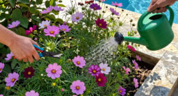 What to Do with Cosmos in July – 5 Ways to Ensure Gorgeous Color and Bigger Blooms that Last for Longer