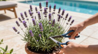 What to Do With Your Lavender in June – 5 Easy Tasks Done Now Will Give You Fabulous Fragrance and Better Blooms