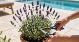 What to Do With Your Lavender in June – 5 Easy Tasks Done Now Will Give You Fabulous Fragrance and Better Blooms