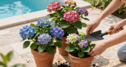 Hotter Summers Are Killing Traditional Hydrangeas – These 6 Gorgeous Alternatives Flourish In The Heat
