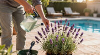 What To Do With Your Lavender In July Heatwaves To Extend The Blooming Season For As Long As Possible