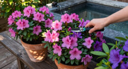 Azaleas And Rhododendrons Need This One Thing In Late Summer For Maximum Blooms Next Year