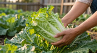 Growing Napa Cabbage (Aka Chinese Cabbage)