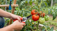 How To Prune Tomatoes For Healthier Plants & Bigger Harvests – What Experts Want You To Know Before You Pick Up The Pruners