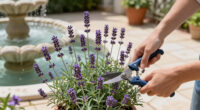Weekend Win: Prune Lavender Now To Help It Survive Winter Chills