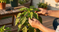 Why Are My Peppers Dropping Their Leaves In August? Diagnosing Late-Summer Defoliation