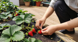 4 Foolproof Ways Protect Your Berries From Animals So You Can Actually Enjoy Your Harvest