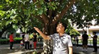 Cairo Governorate Denies Cutting Mature Camphor Tree In Maadi