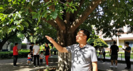 Cairo Governorate Denies Cutting Mature Camphor Tree In Maadi