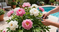 What To Do With Peonies In September – 5 Easy Tasks That Will Ensure Beautiful, Blousy Blooms Next Year