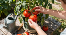 What To Do With Tomato Plants In September – 7 Easy Tasks To Get The Most Out Of Your 'Maters Before The First Frost