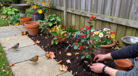 5 Plants To Plant In October To Help Robins, Finches, Redwings And Blackbirds Survive Winter, According To Wildlife Experts