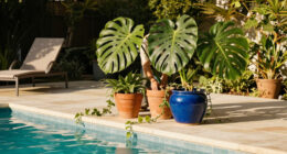 Houseplants Are Getting Bigger, Bolder And Full Of Personality In 2027 – These Are The Trends To Know