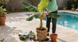 How To Overwinter Banana Plants