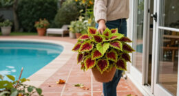 How To Save Your Coleus Before The First Frost