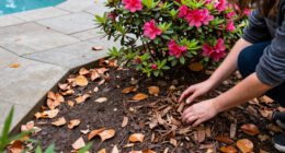What To Do With Azaleas And Rhododendrons In Fall – 7 Winter Prep Tips To Protect Next Spring's Blooms