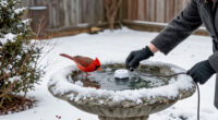 Your Bird Bath Needs More Than Fresh Water In Winter – These Tools Will Keep It Ice-Free For Visiting Wildlife