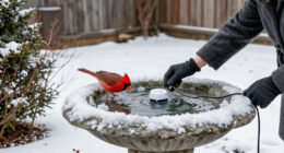 Your Bird Bath Needs More Than Fresh Water In Winter – These Tools Will Keep It Ice-Free For Visiting Wildlife